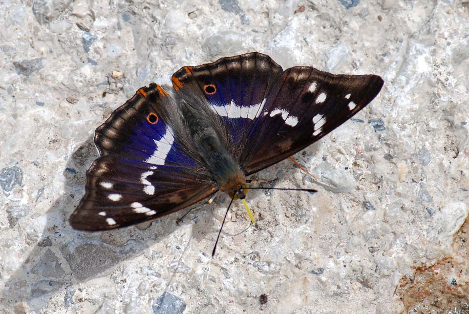 Apatura iris  delle Prealpi Vicentine